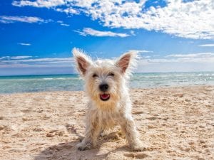 Giornata in spiaggia con il cane: ecco cosa devi portare sempre con te per farlo stare bene