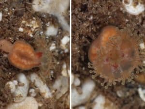 Va in vacanza in Scozia e scopre una misteriosa medusa che si pensava estinta da quasi mezzo secolo