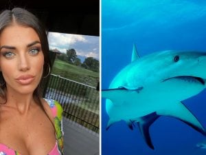Eleonora Boi morsa da uno squalo a Porto Rico: cosa sappiamo sull&#8217;animale che ha attaccato