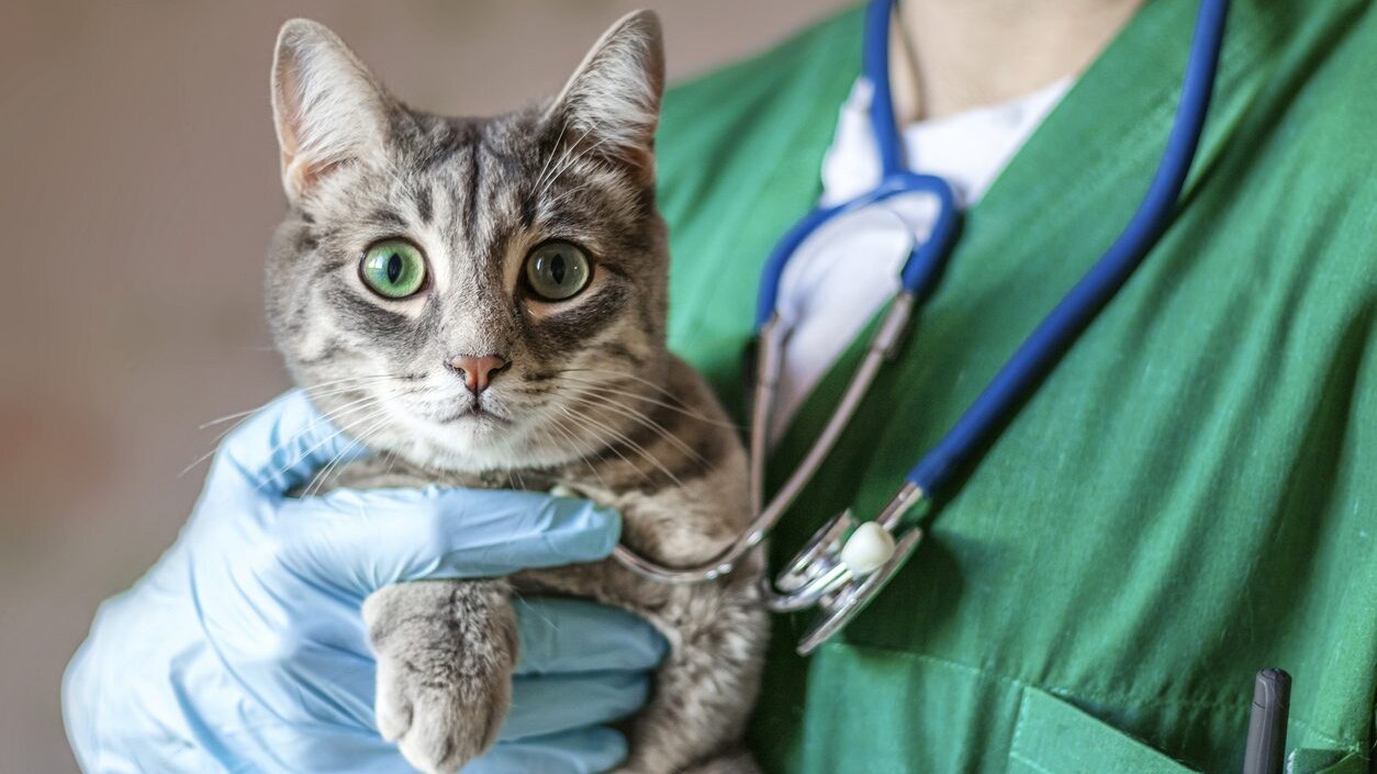 Le 5 malattie più comuni nei gatti: di cosa soffrono i mici come riconoscere le patologie più diffuse