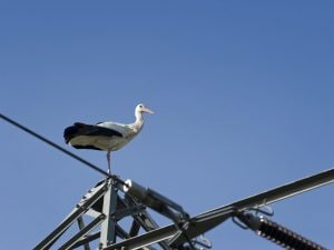 Cicogna folgorata poco dopo aver lasciato il nido: così muore Roger in Calabria