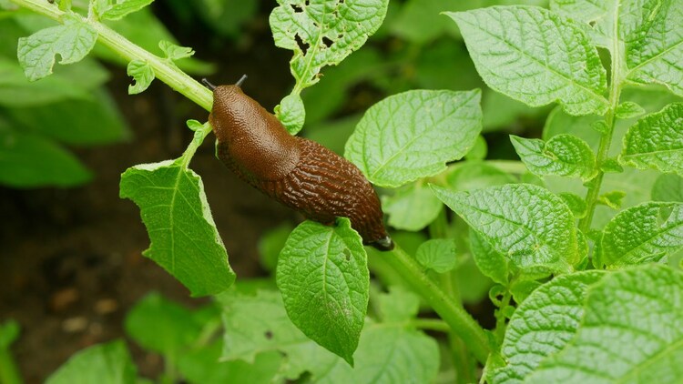 Cosa significa trovare una lumaca in giardino: da dove arrivano e perché si avvicinano alle case