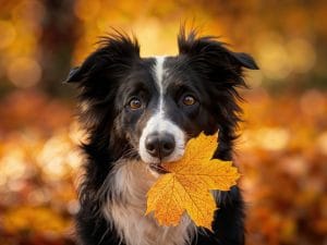 cane-autunno-300x225.jpg