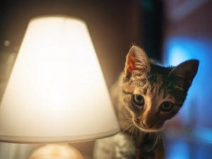 gatto-fissa-notte-300x225.jpg