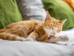 gatto-grooming-300x225.jpg