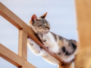 gatto-scomodo-300x225.jpg