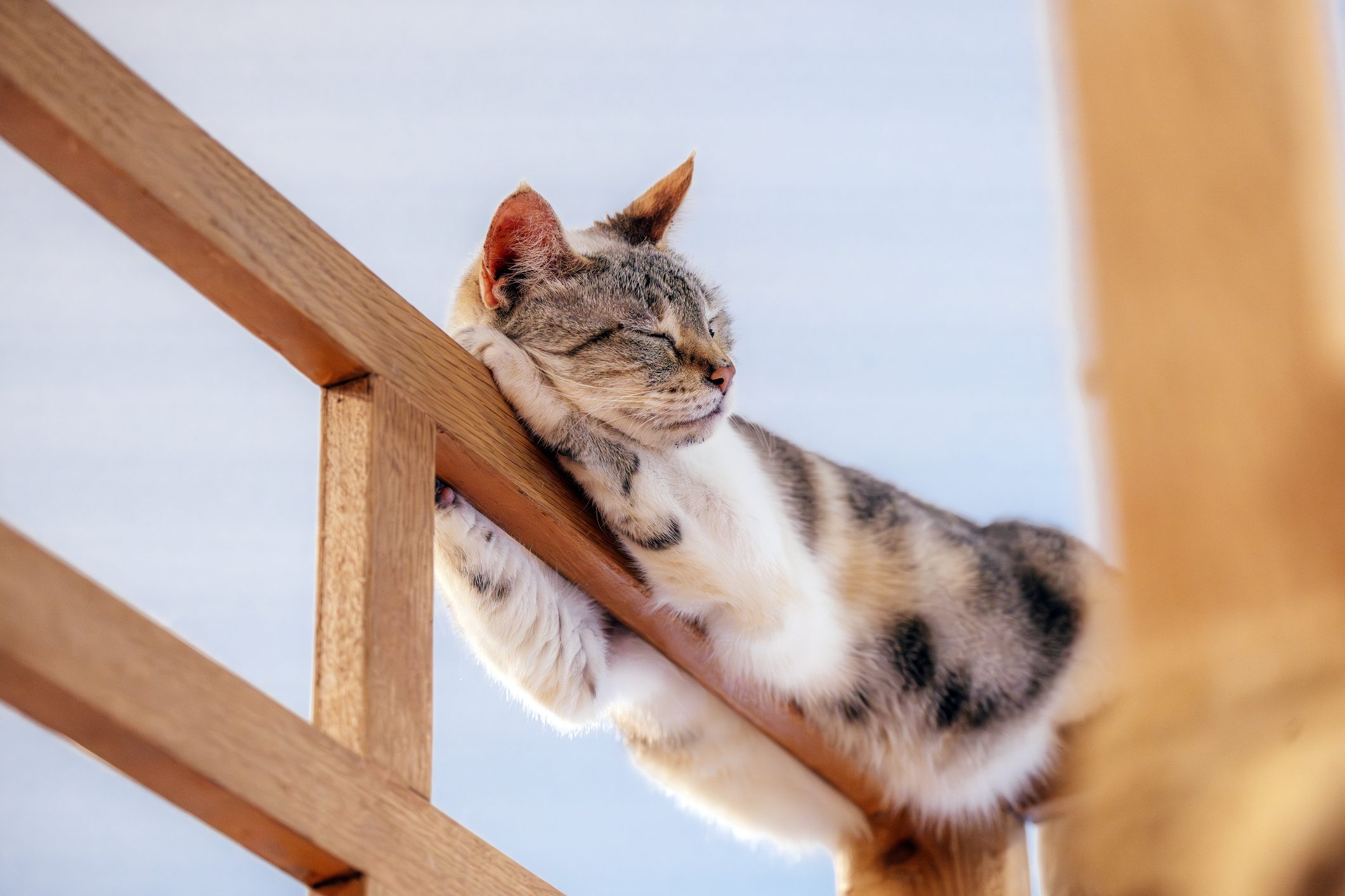 Perché i gatti amano sedersi nelle scatole e rifugiarsi negli spazi stretti