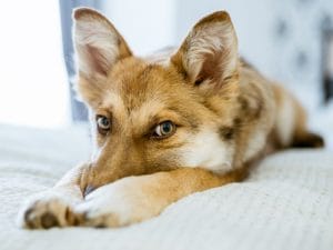 iStock-1454976558-300x225.jpg