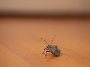 iStock-1744746562-300x225.jpg