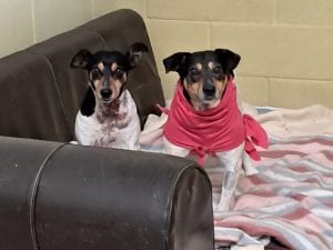 milo-e-lea-1759224646162-300x225.jpeg