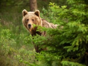 orso-1-300x225.jpg