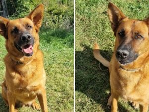 Susy, la cucciolona invisibile che nessuno vuole adottare a causa di un difetto alla zampa