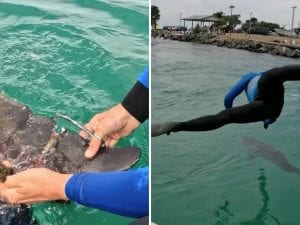 Il video dell&#8217;incredibile salvataggio di un cucciolo di delfino impigliato in una lenza