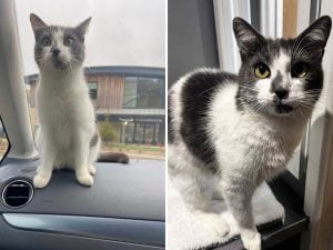 Gatto sale a bordo di un furgone e percorre 600 chilometri. La sua umana: &#8220;Non potevo crederci&#8221;