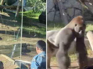 FORMATO-ART-gorilla-san-diego-300x225.jpg