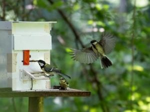 Low-Res_SonjaWild_Great-tit-fledgies-solving-8227-300x225.jpg