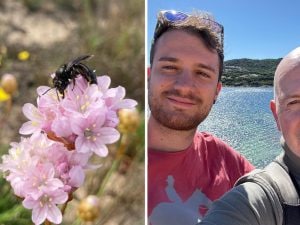 Una nuova specie di ape tra le dune della Sardegna: la scoperta che racconta la rinascita di Culuccia