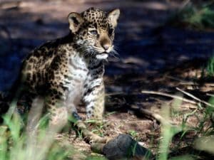 E&#8217; nato Yazu: il cucciolo che dà speranza alla sopravvivenza dei giaguari