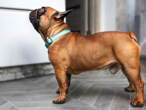 bouledogue-300x225.jpg