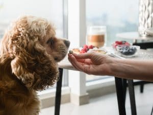 cane-frutti-di-bosco-300x225.jpg