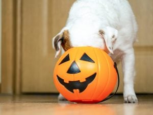 cane-halloween-300x225.jpg