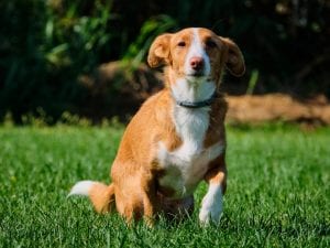 cane-scogliera-300x225.jpg