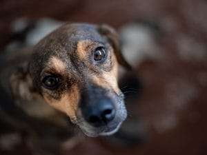 cane-triste-300x225.jpg
