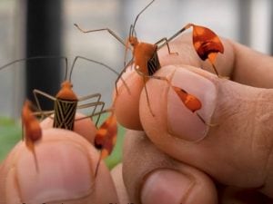 cimice-300x225.jpg