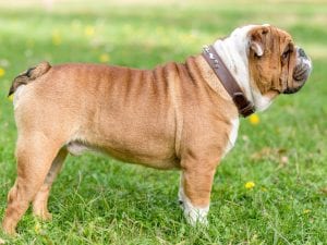 coda-incarnita-300x225.jpg