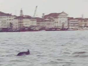 delfinovenezia-1761215613341-300x223.jpg