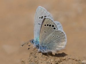 farfalla-blu-dellatlante-300x225.jpg