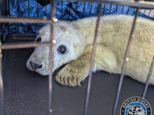 foca-2-300x225.jpg