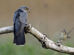 forapaglie-e-cuculo-300x225.jpg