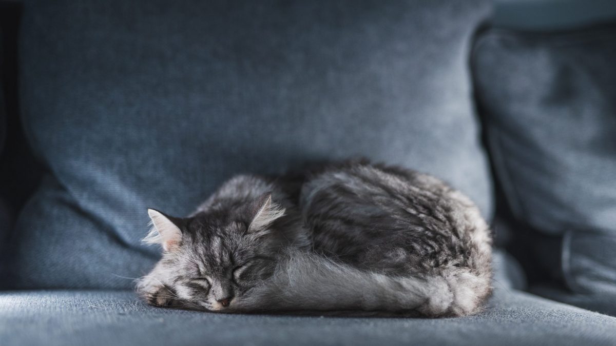 Cosa Significa Quando Il Gatto Dorme acciambellato Perch Lo Fa Cosa Significa Quando Il Gatto Dorme acciambellato Perch Lo Fa