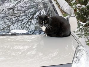 gatto-cofano-auto-300x225.jpg