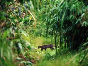 gatto-dorato-asiatico-300x225.jpg