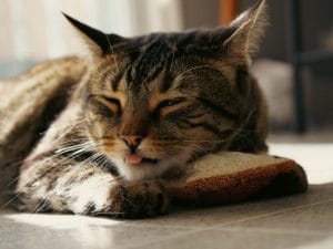 gatto-lingua-fuori-300x225.jpg