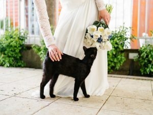 gatto-matrimonio-300x225.jpg