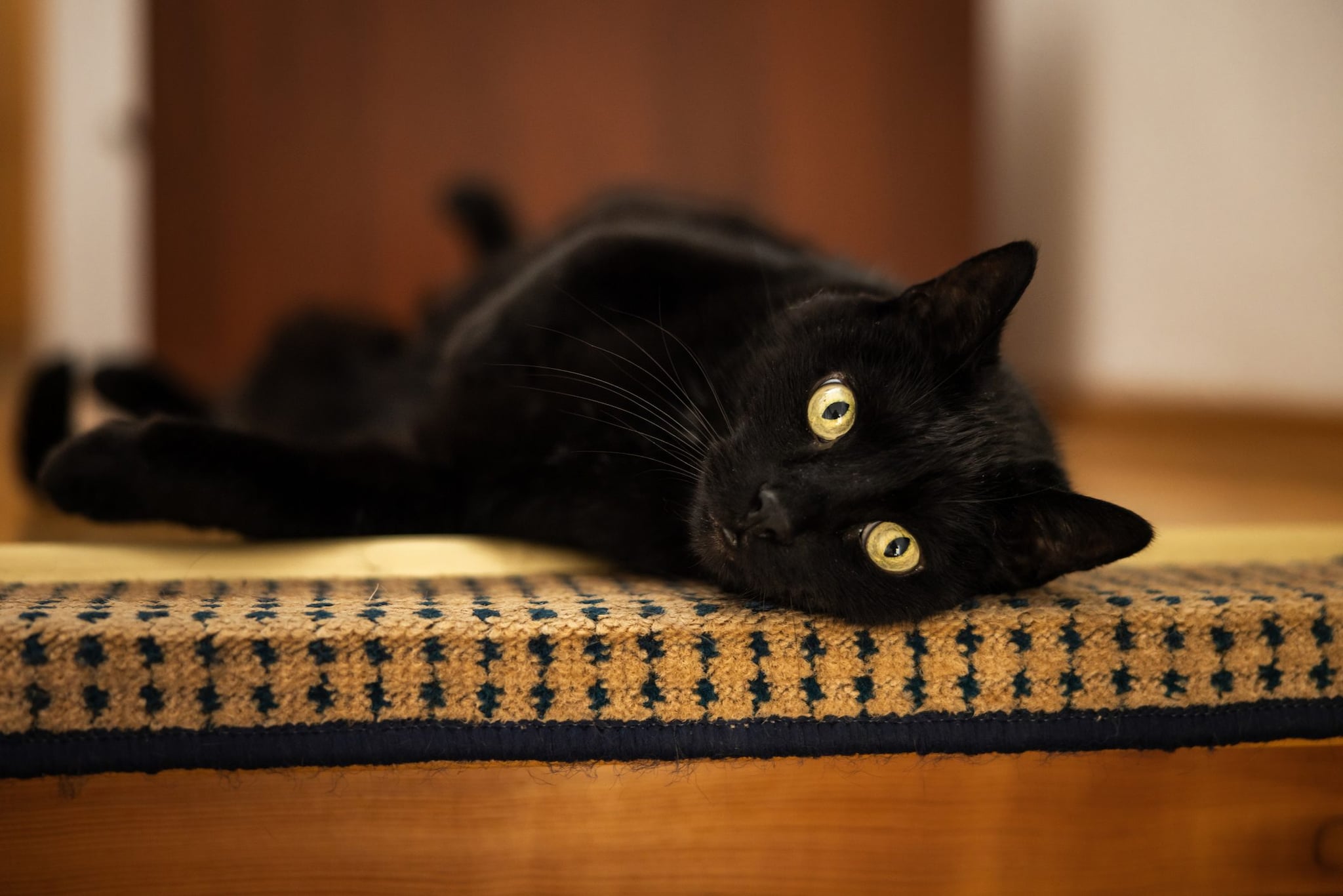 Come Si Dice Gatto Nero In Tedesco