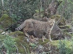 Raro gatto selvatico avvistato nel Lazio: &#8220;Calibra i suoi movimenti su quelli delle prede&#8221;
