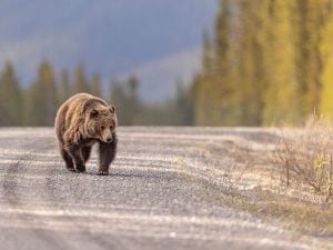 grizzly-300x225.jpg