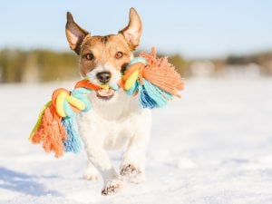 Perché i cani scuotono gli oggetti che hanno in bocca: cosa significa e perché lo fanno