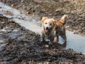iStock-1475311979-300x225.jpg