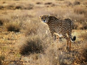 La guerra in Iran minaccia gli ultimi ghepardi asiatici: ne restano meno di 30, fermi i progetti di conservazione