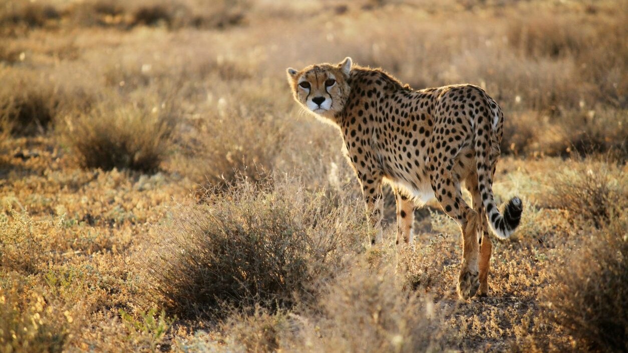La guerra in Iran minaccia gli ultimi ghepardi asiatici: ne restano meno di 30, fermi i progetti di conservazione