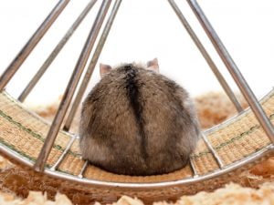 iStock-184927533-300x225.jpg