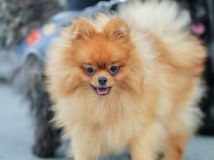 &#8220;Maltratta il cane ogni giorno legandolo alla finestra&#8221;: la verità dietro il video che sta facendo discutere a Napoli