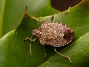 Allarme cimici asiatiche in Emilia Romagna: chi è questa specie invasiva, quali sono i danni e come fermarle