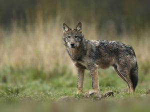Smascherare e monitorare il bracconaggio grazie ai giornali locali: il caso studio in Romania
