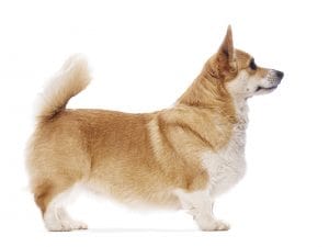 iStock-2220220625-300x225.jpg